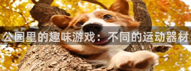 tpwallet官网下载平台:公园里的趣味游戏:不同的运动器